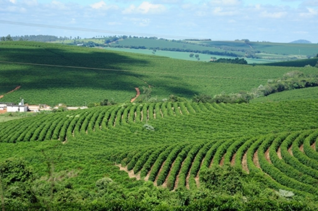 Produtividade impulsiona safra e reforça protagonismo no agro brasileiro
